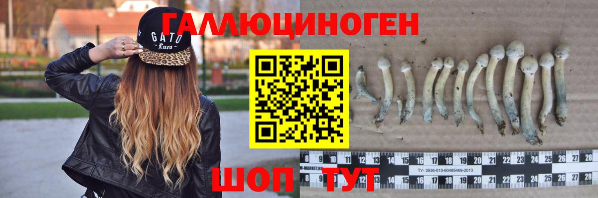 Выборг  Галлюциногенные грибы прущие грибы  Псилоцибиновые грибы GOLDEN TEACHER  наркотики  Вход с VPN 